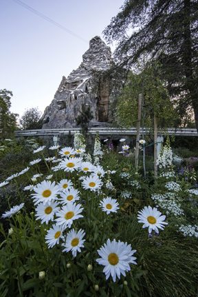 Flower fields outside of Matterhorn Bobsleds, Disneyland attraction