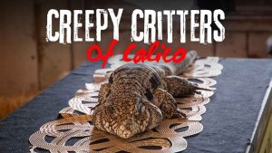 Like Creepy Things? Check out the Creepy Critters of Calico at Knott’s Spooky Farm!