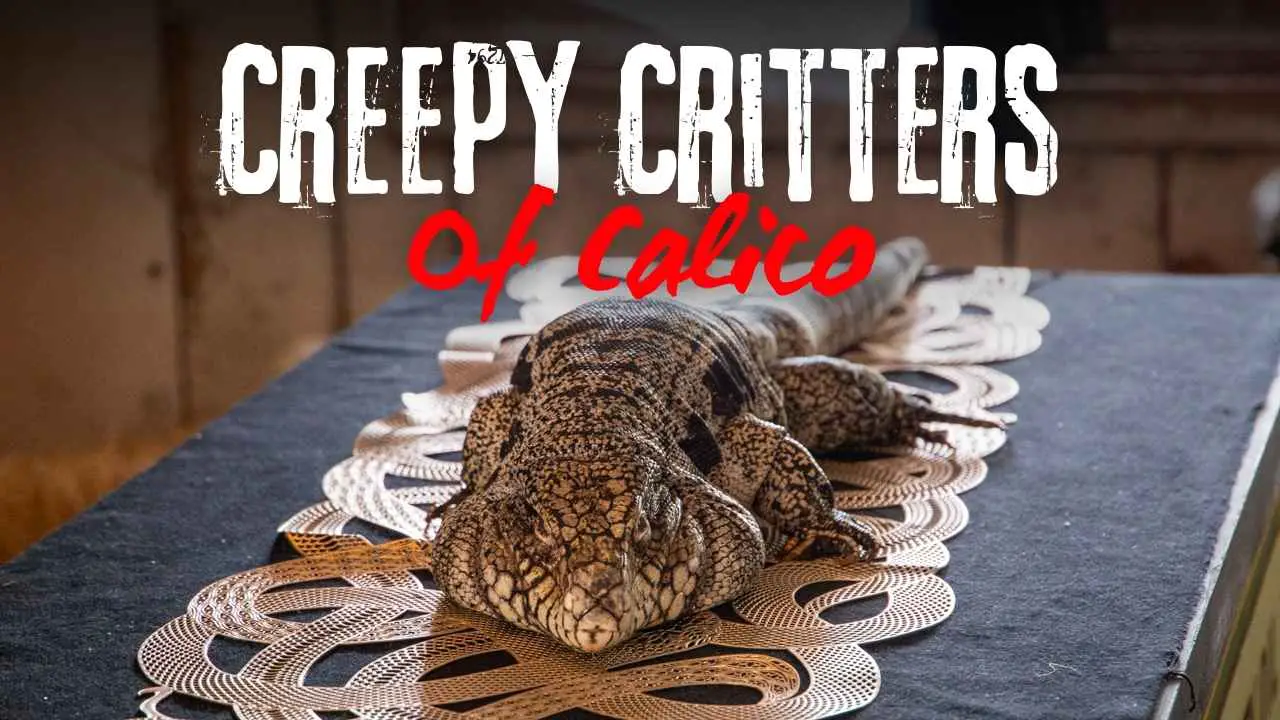 Like Creepy Things? Check out the Creepy Critters of Calico at Knott’s Spooky Farm!