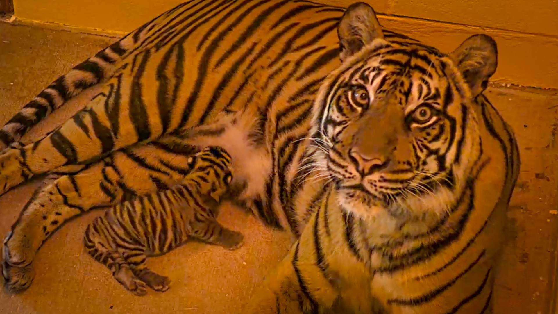 Sumartran Tiger Born at Disney’s Animal Kingdom