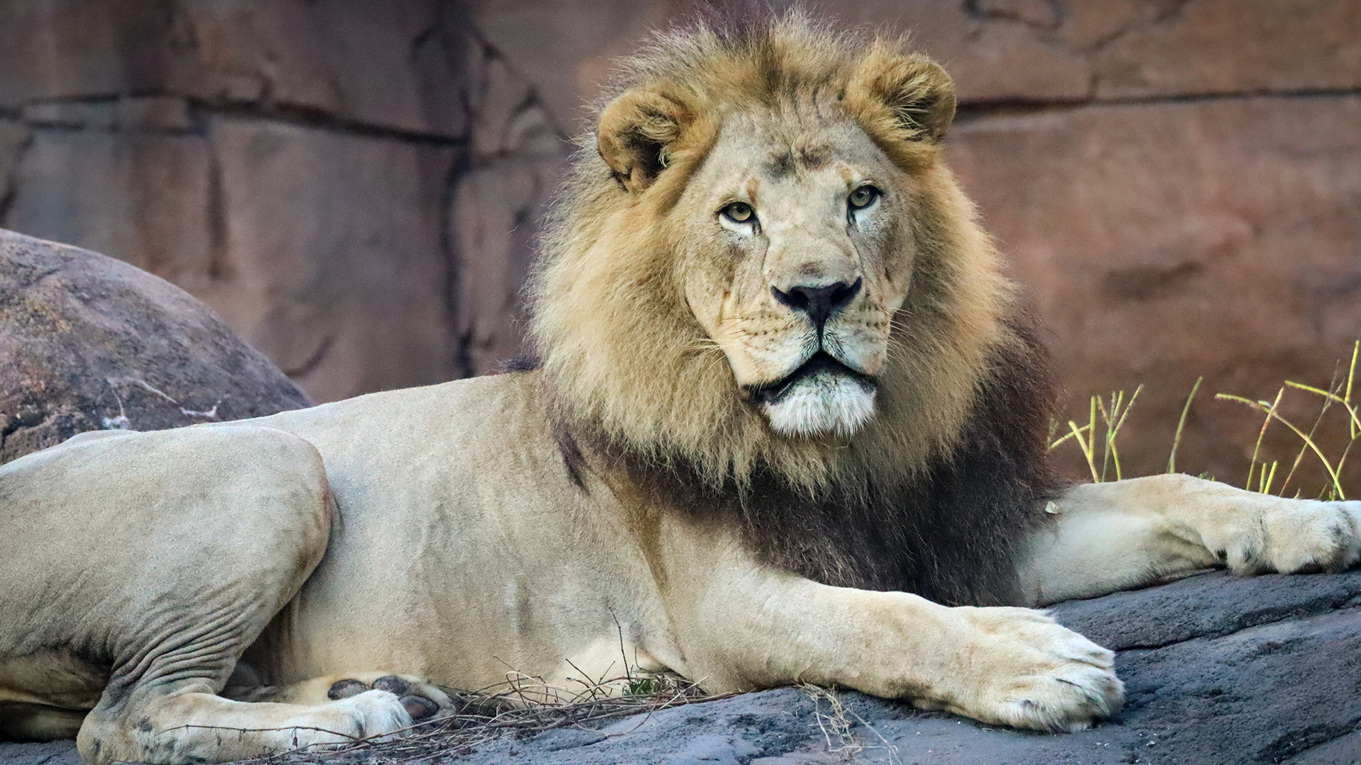 Lion at Disney's Animal Kingdom