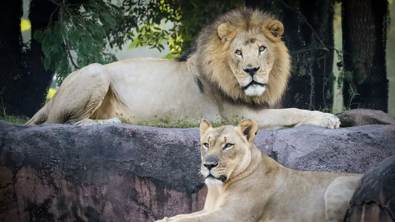 Disney’s Animal Kingdom to Say Goodbye to Two Beloved African Lions and Hello to Three New African Lions