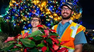 Disney Shares About the Magic Behind the Poinsettias Seen Throughout Walt Disney World Resort