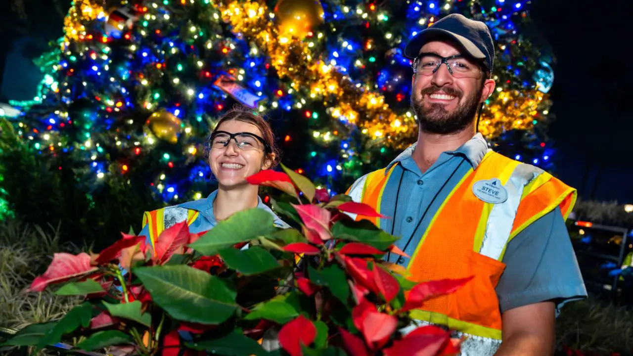 Poinsettias at Walt Disney World