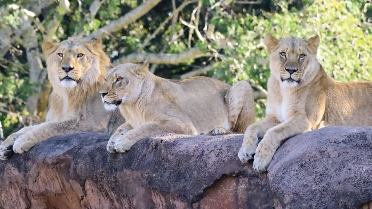 Lion Pride - Disney's Animal Kingdom