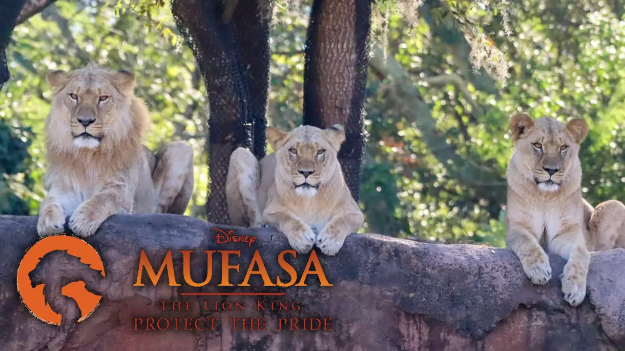 ‘Protect the Pride’ Campaign Relaunches Ahead of Release of ‘Mufasa: The Lion King’