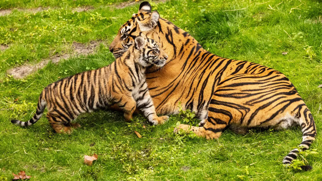 Tiger Cub Basko Makes Big Leap at Disney’s Animal Kingdom