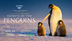 ‘Secrets of the Penguins’ Trailer Reveals Amazing Footage