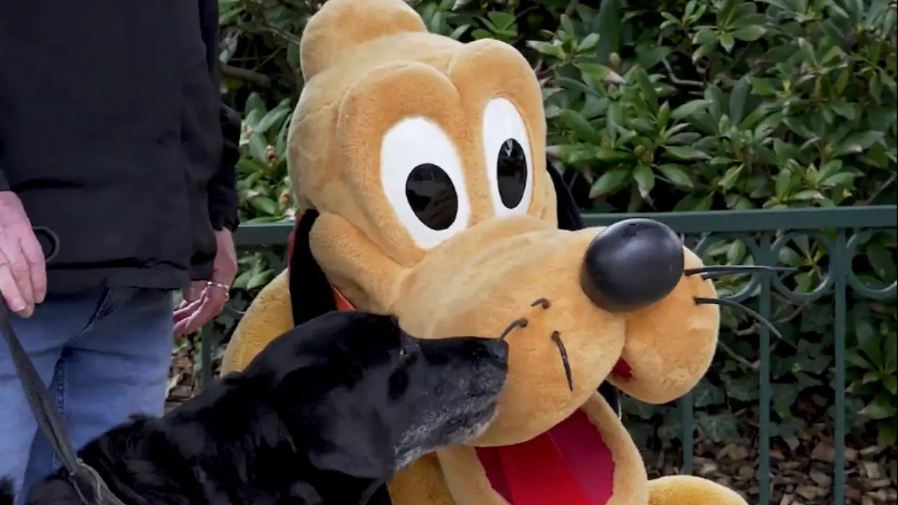 Disneyland Paris International Guide Dog Day