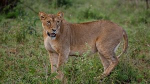 Disney Conservation Fund Celebrates 30 Years