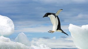 GUIDE: Best Way to See Penguins with Nat Geo Expeditions