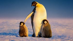 ‘Secrets of the Penguins’ Soundtrack Now Available