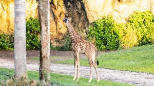 New Baby Giraffe Named Tucker Debuts at Disney’s Animal Kingdom