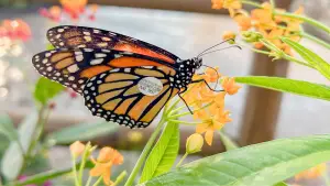 Disney Shares How it is Researching Butterflies at EPCOT International Flower and Garden Festival