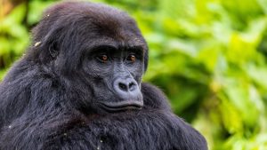 Disney Shares How it is Committed to Saving Gorillas as Part of Conservation Efforts