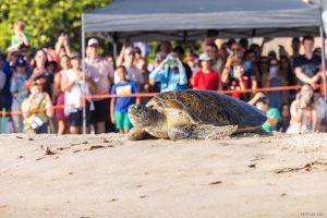 2025 Tour de Turtles Event at Disney's Vero Beach Resort