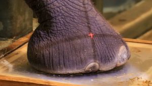 Disney's Animal Kingdom Elephant Care