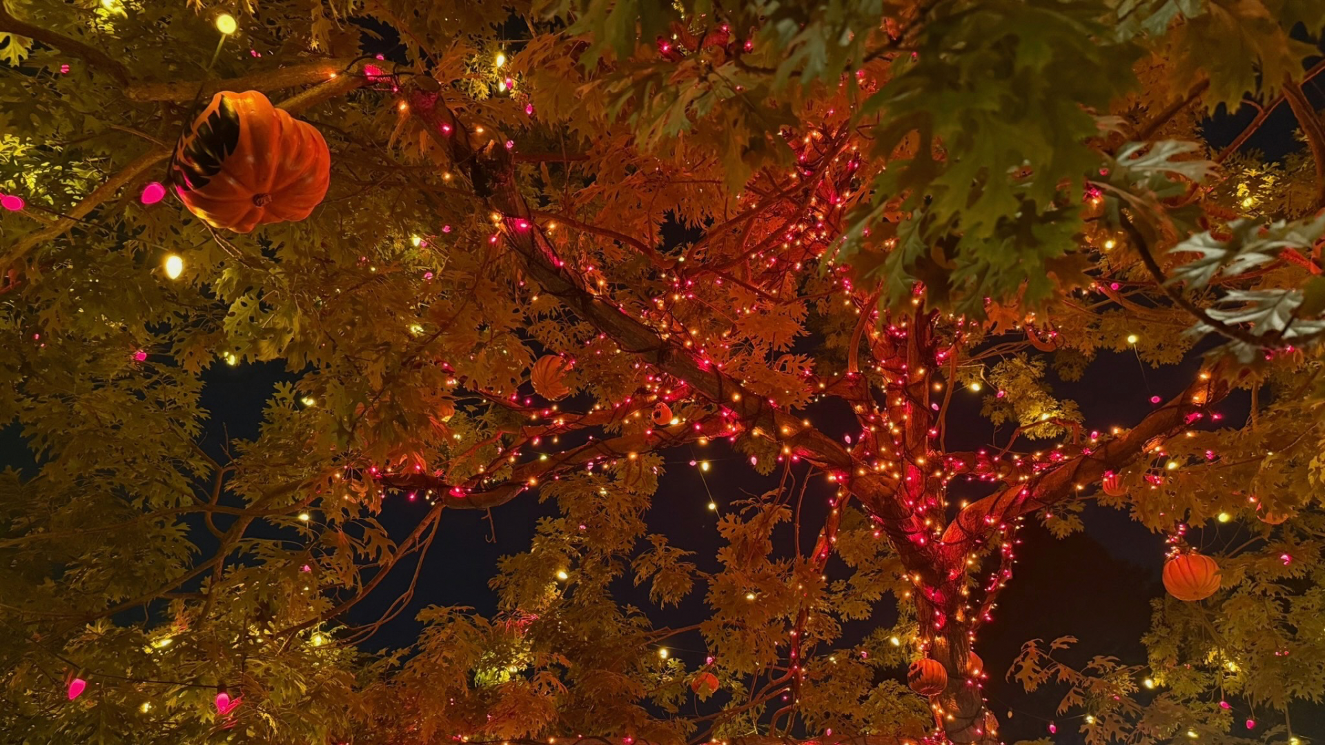 Halloween Tree Returns to Frontierland at Disneyland