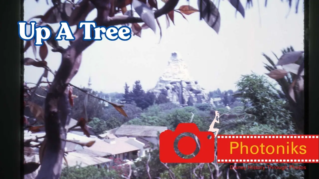 Up a Tree – Photoniks – Episode 3