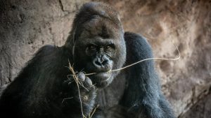 Gino Disney's Animal Kingdom Gorilla