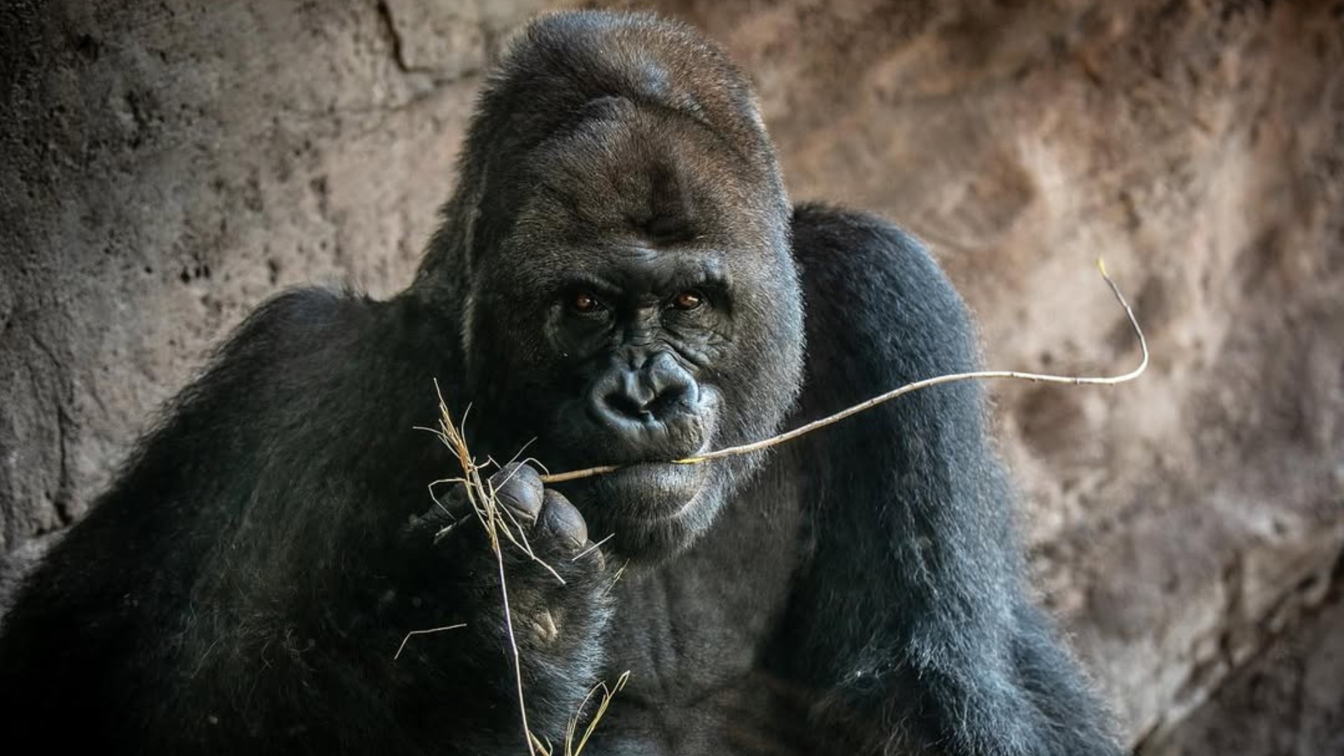 Gino, the Silverback Gorilla at Disney’s Animal Kingdom, Passes Away