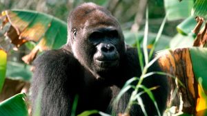 Gino Gorilla World Gorilla Day Disney's Animal Kingdom