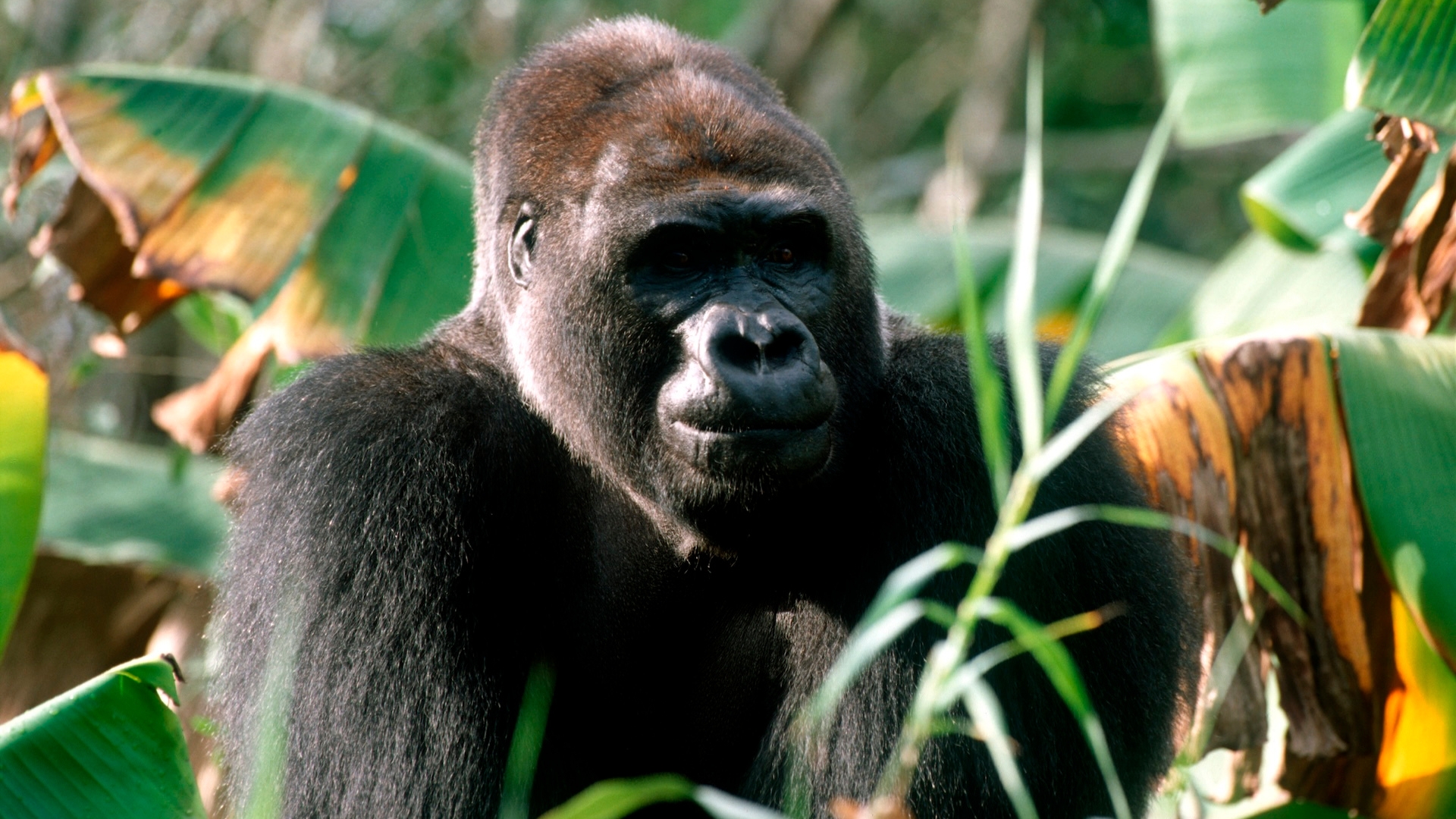 Gino Gorilla World Gorilla Day Disney's Animal Kingdom