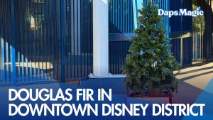Douglas Fir in Downtown Disney District