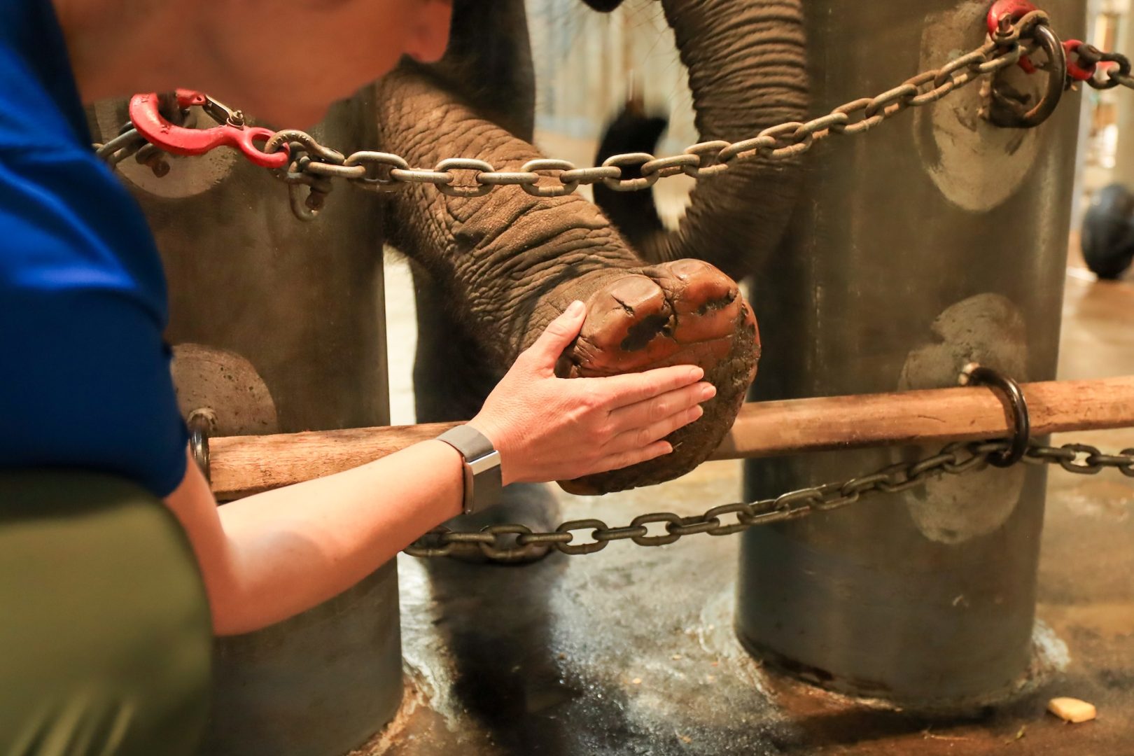 Cast member and elephant at Disney's Animal Kingdom Park