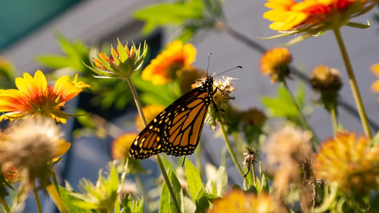 Disney Planet Possible Promotes Pollinators