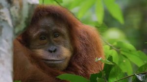 Trailer Released for Disneynature’s ‘Orangutan’