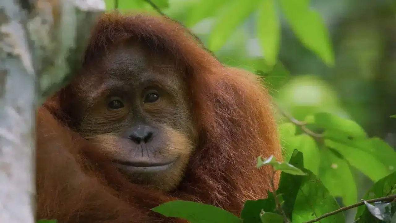 Trailer Released for Disneynature’s ‘Orangutan’
