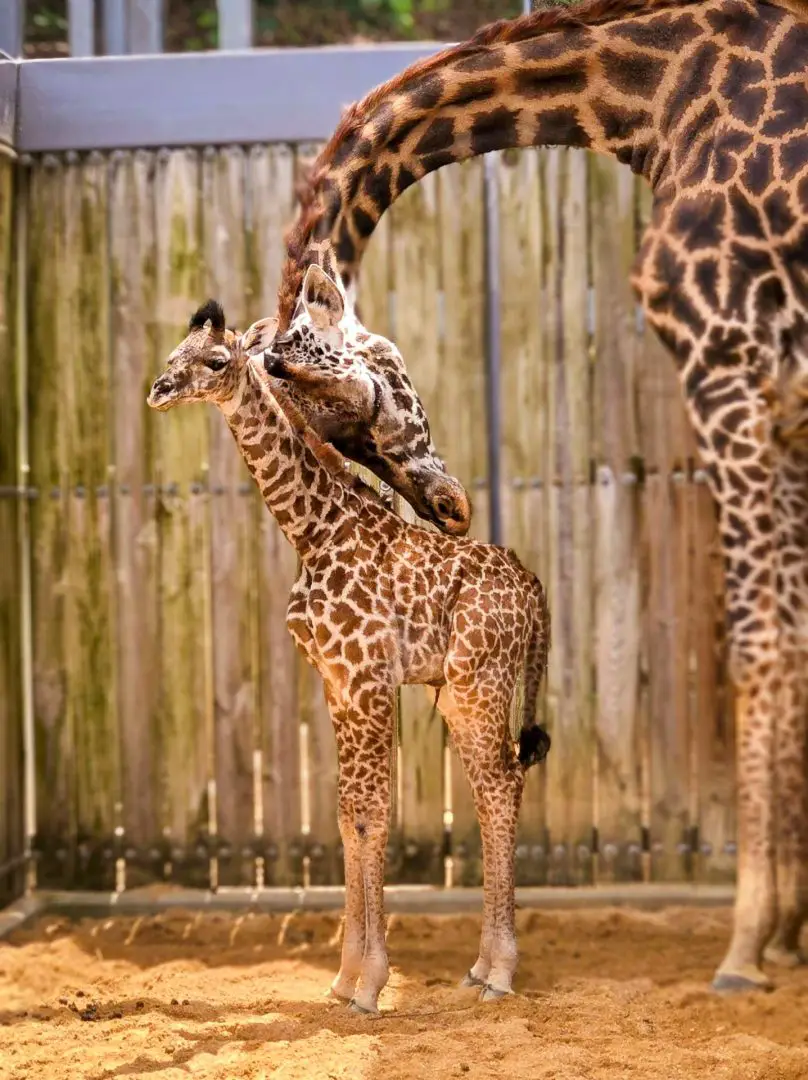 Baby Giraffe with Parent