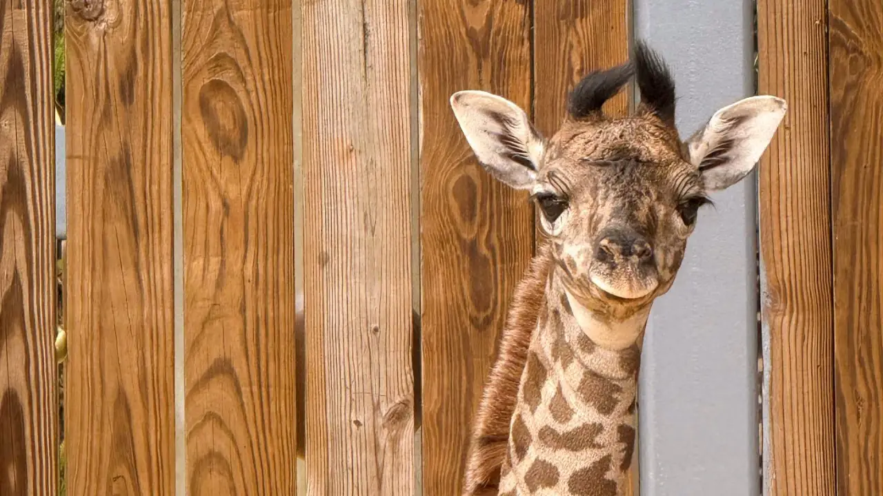 Meet the Newest and Youngest Residents of Disney’s Animal Kingdom!
