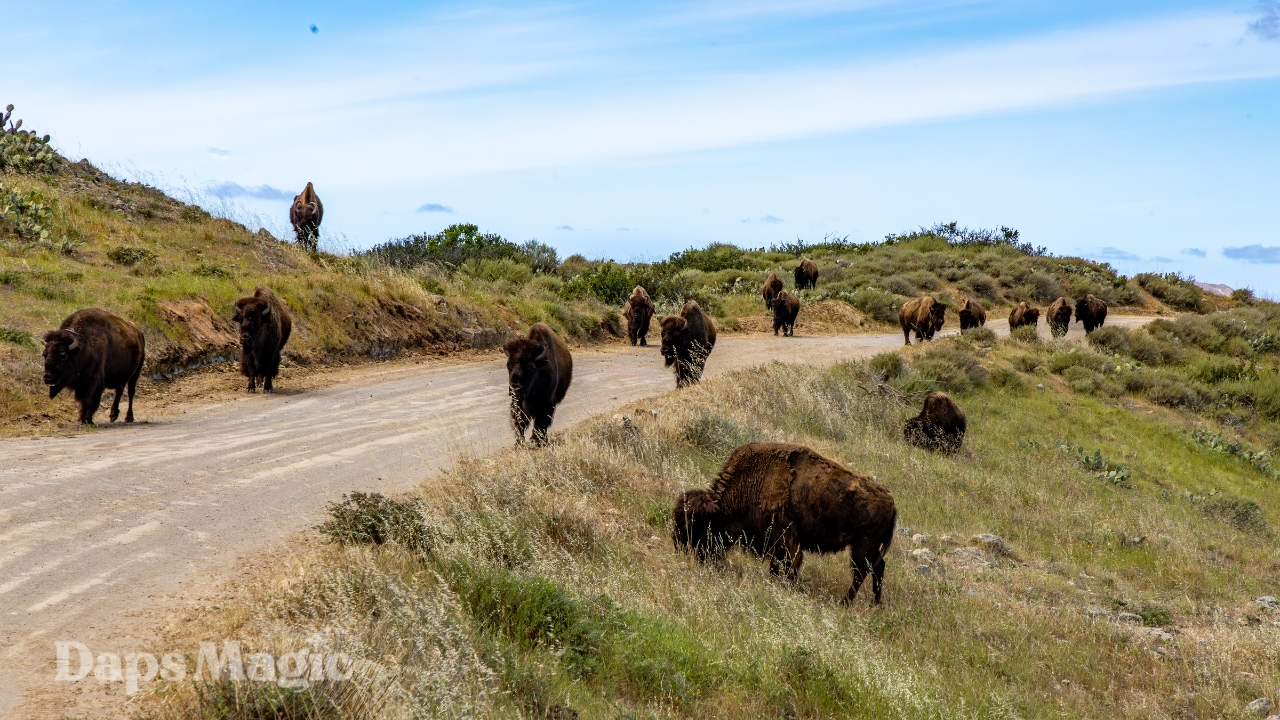 A Wonder-ful Bison Adventure on Catalina Island