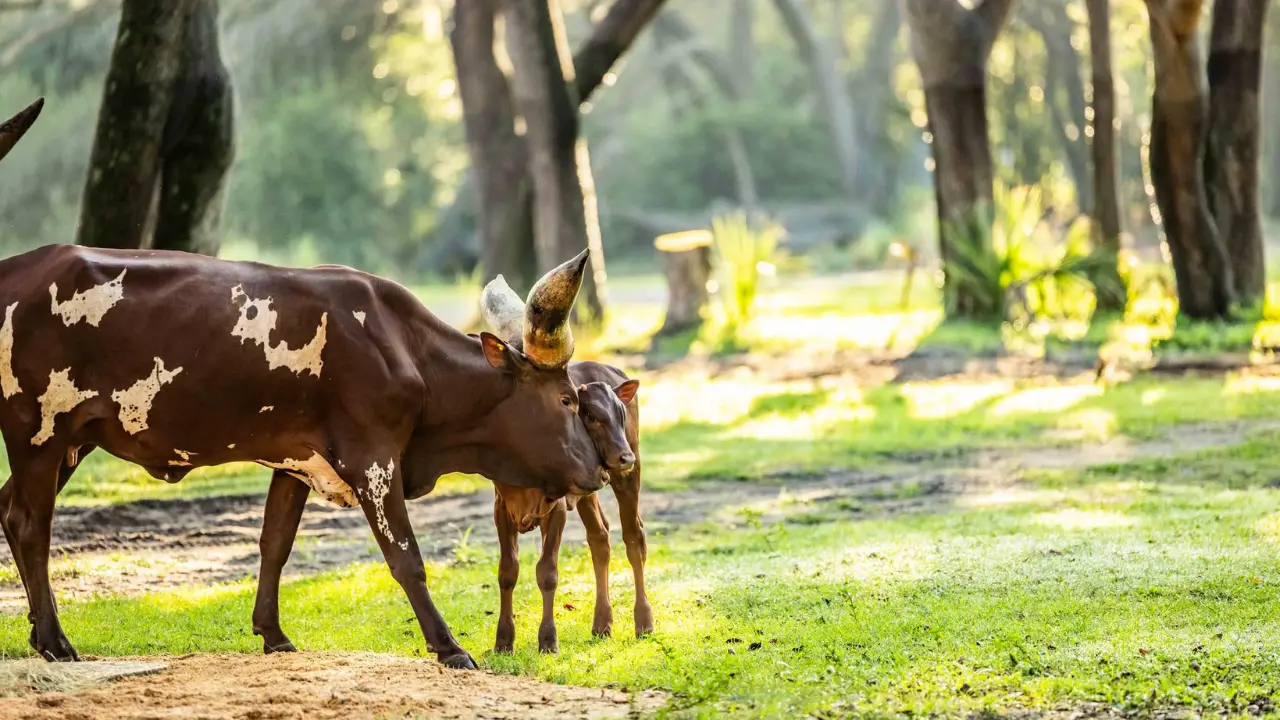 New Ankole Calf Joins Herd at Disney’s Animal Kingdom’s Kilimanjaro Safaris