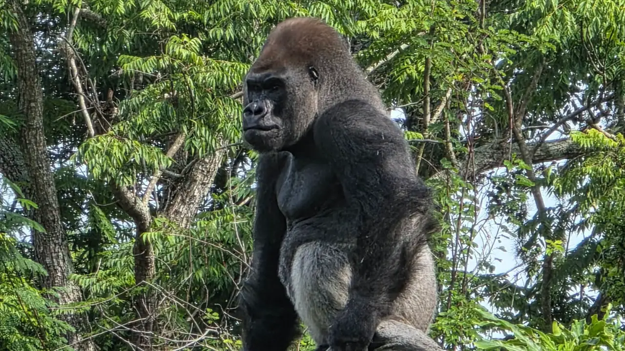 Disney’s Animal Kingdom Introduces New Male Gorilla