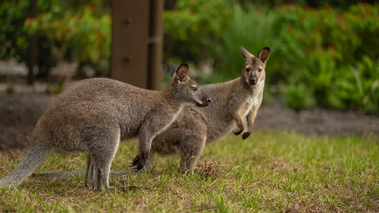 Kangaroos and Wallabies Arrive at Disney’s Animal Kingdom