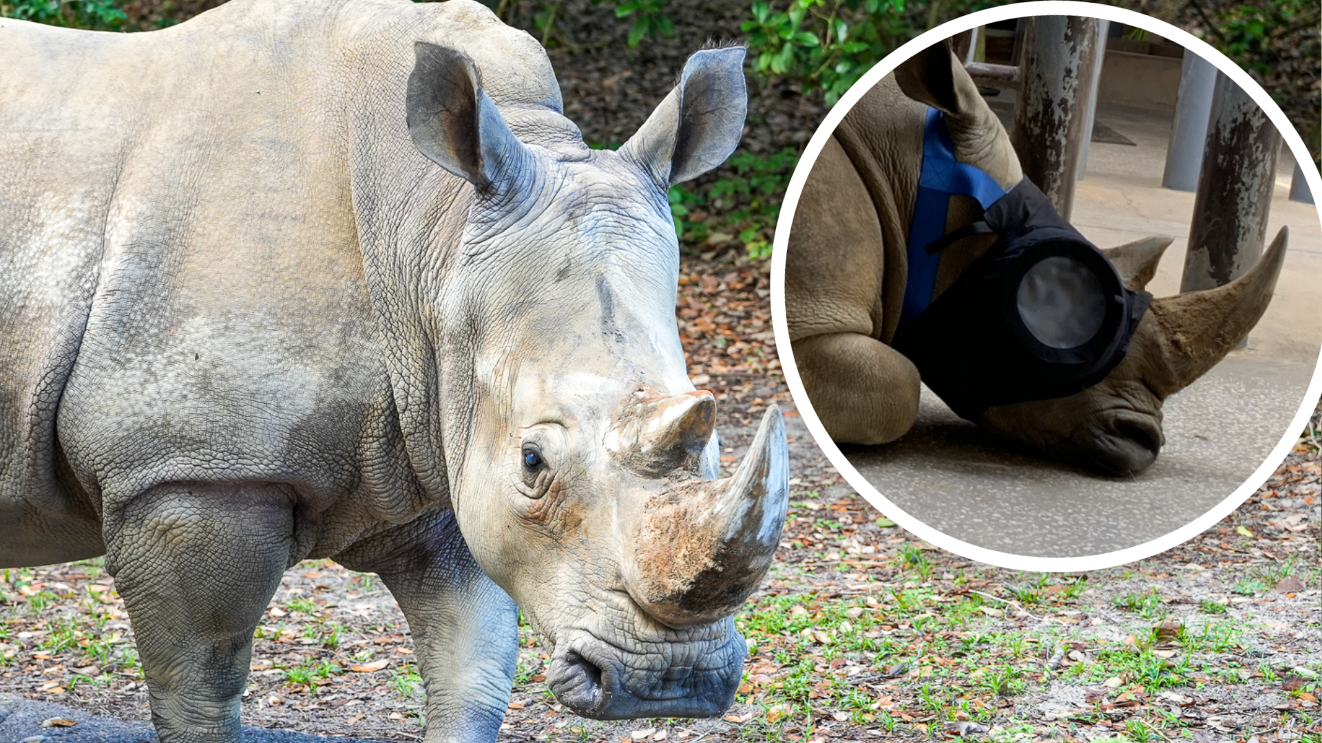 Disney Shares How Kendi the White Rhino Regained Her Sight at Disney’s Animal Kingdom