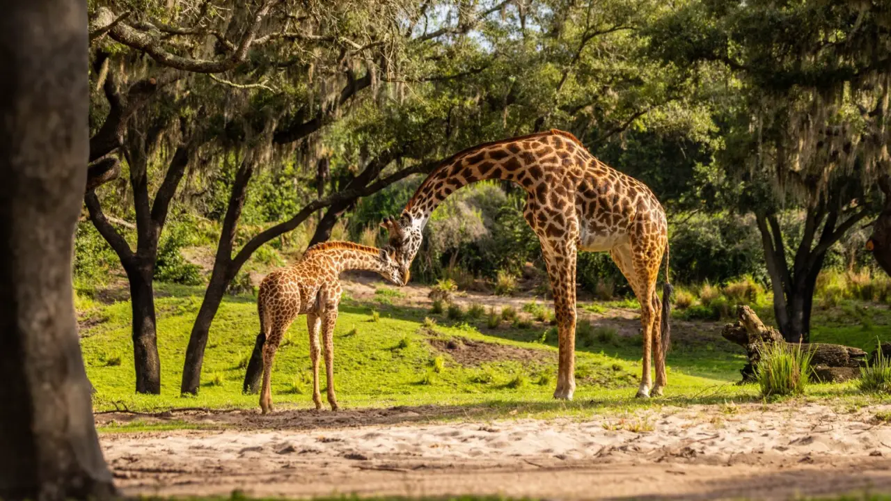 Masai Giraffe Calf Charms Guests on Kilimanjaro Safaris