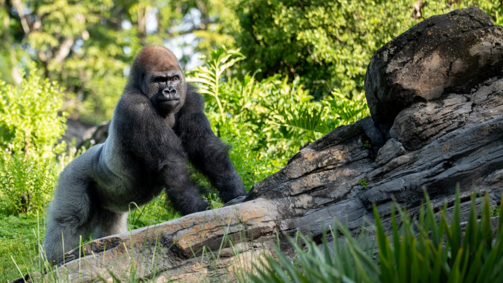 Bakari, New Silverback Gorilla, Arrives at Disney’s Animal Kingdom to Lead Family Troop