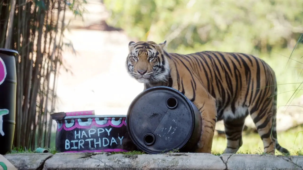 Disney’s Animal Kingdom Gifts Bakso With New Home for 2nd Birthday