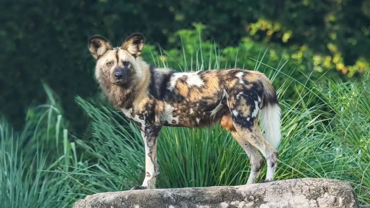New African Painted Dog Arrives at Disney’s Animal Kingdom